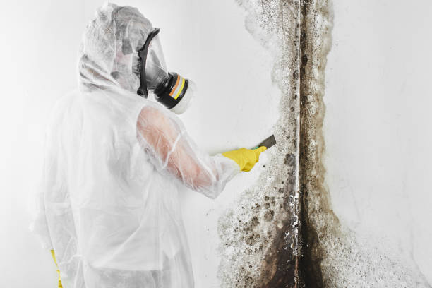 Best Commercial Mold Removal  in Sylacauga, AL