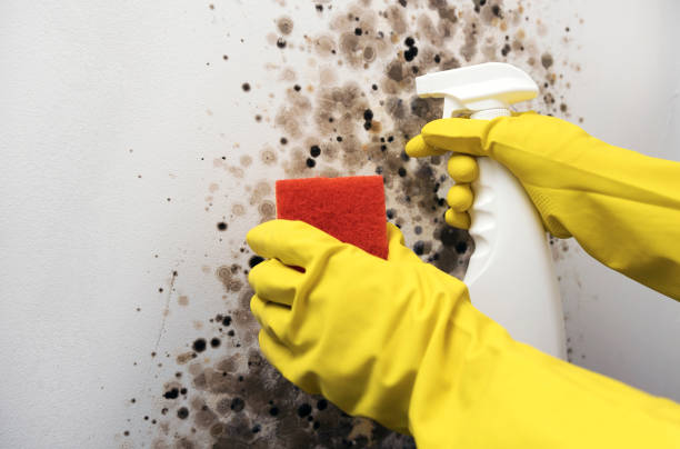 Best Toxic Mold Removal  in Sylacauga, AL