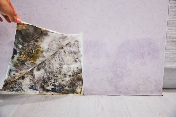 Best Attic Mold Removal  in Sylacauga, AL